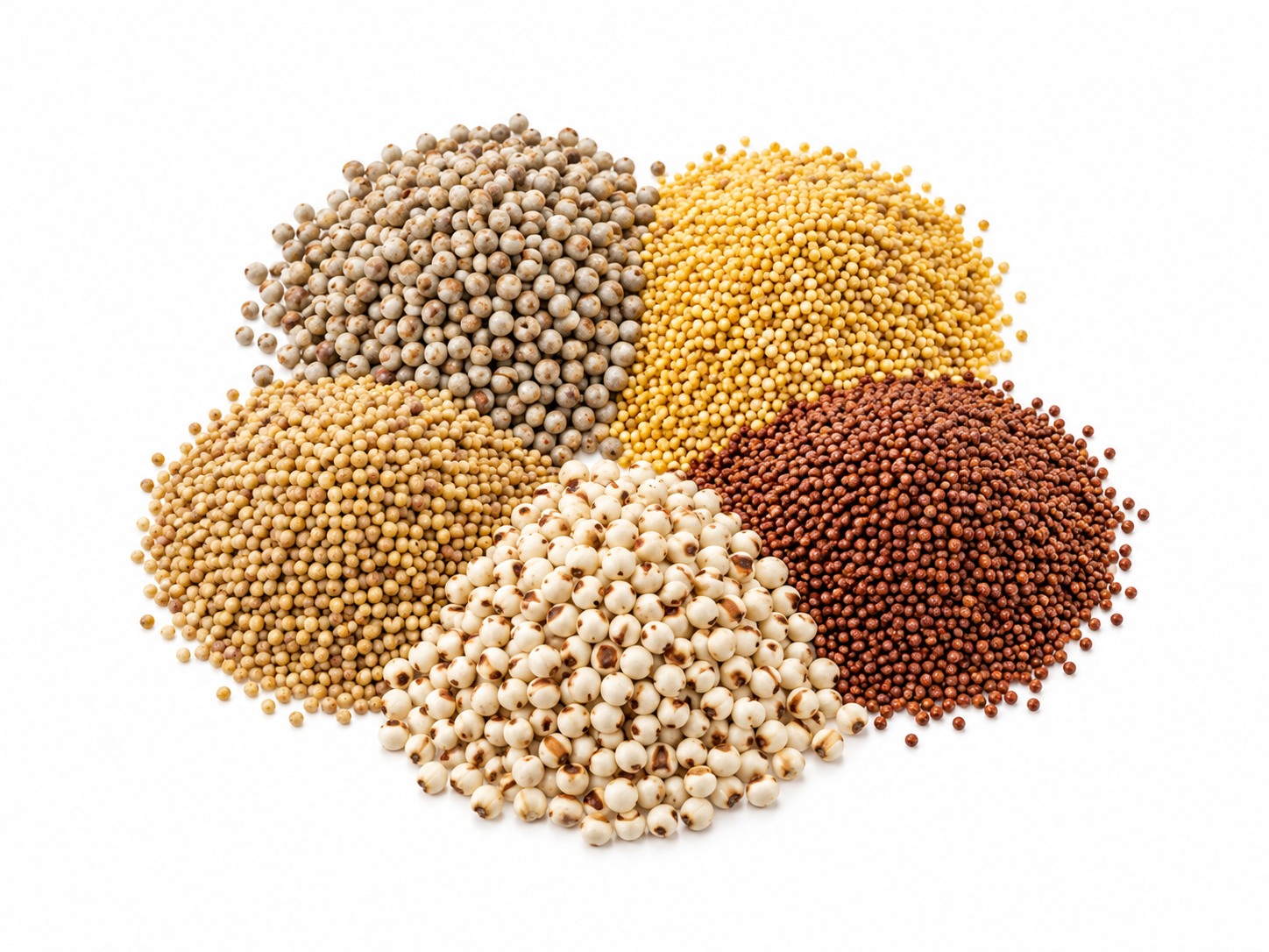 Pearl millet (Bajra) seeds — whole grain millets, Indian origin
